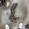 Tomei uel header 86/brz/frs